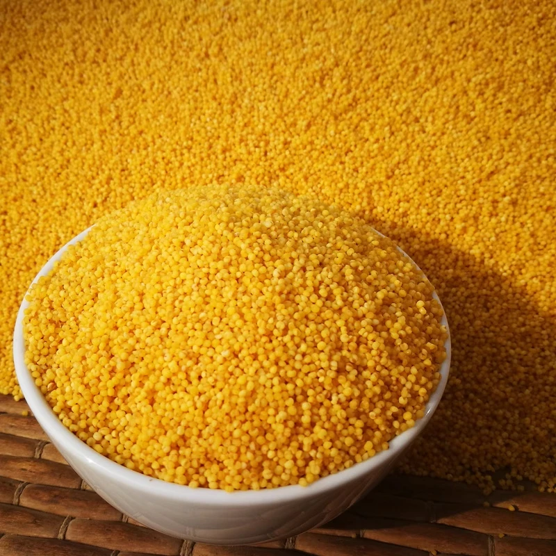 云南特产黄小米 小米粥 米油丰富