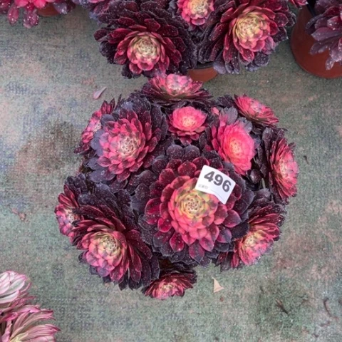 秋*496烟花朵朵多肉，