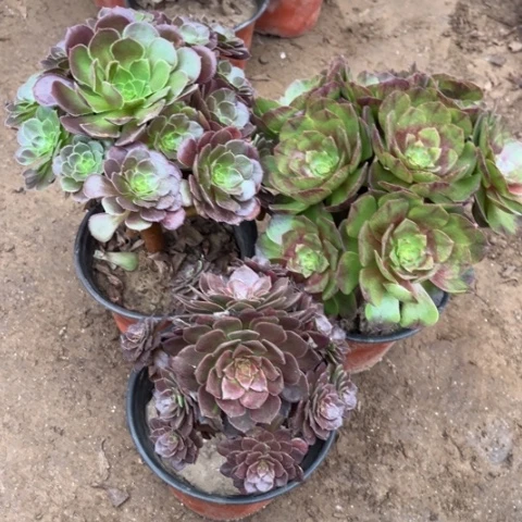 778多肉植物组合，