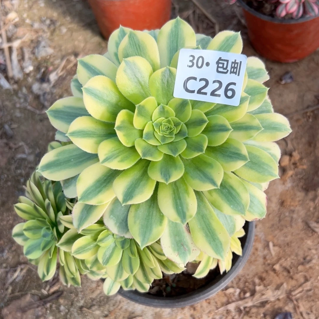 226 金丝多肉法师