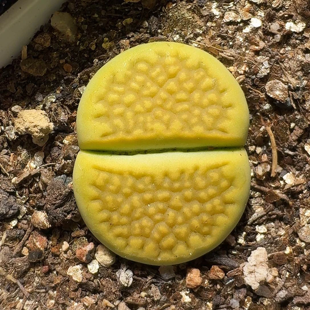 生石花1111111。   202