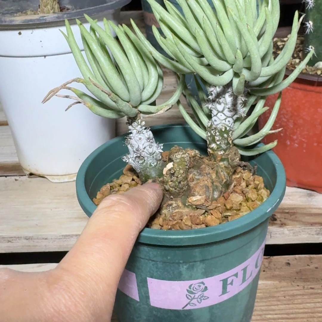 白象奇峰锦块根植物多肉植物