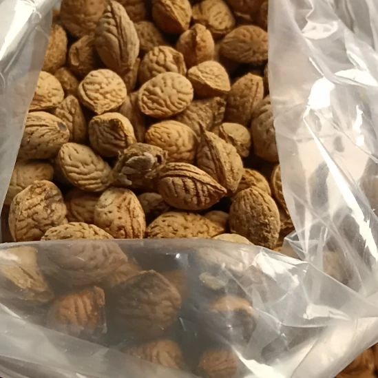 桃核吊坠野生山桃核小核2斤，贴太极标