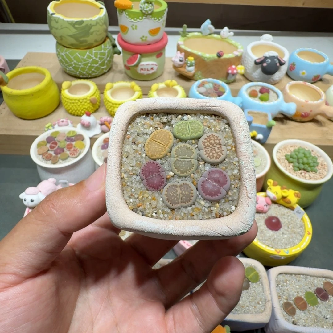 蘑菇236饼干彩拼彩拼