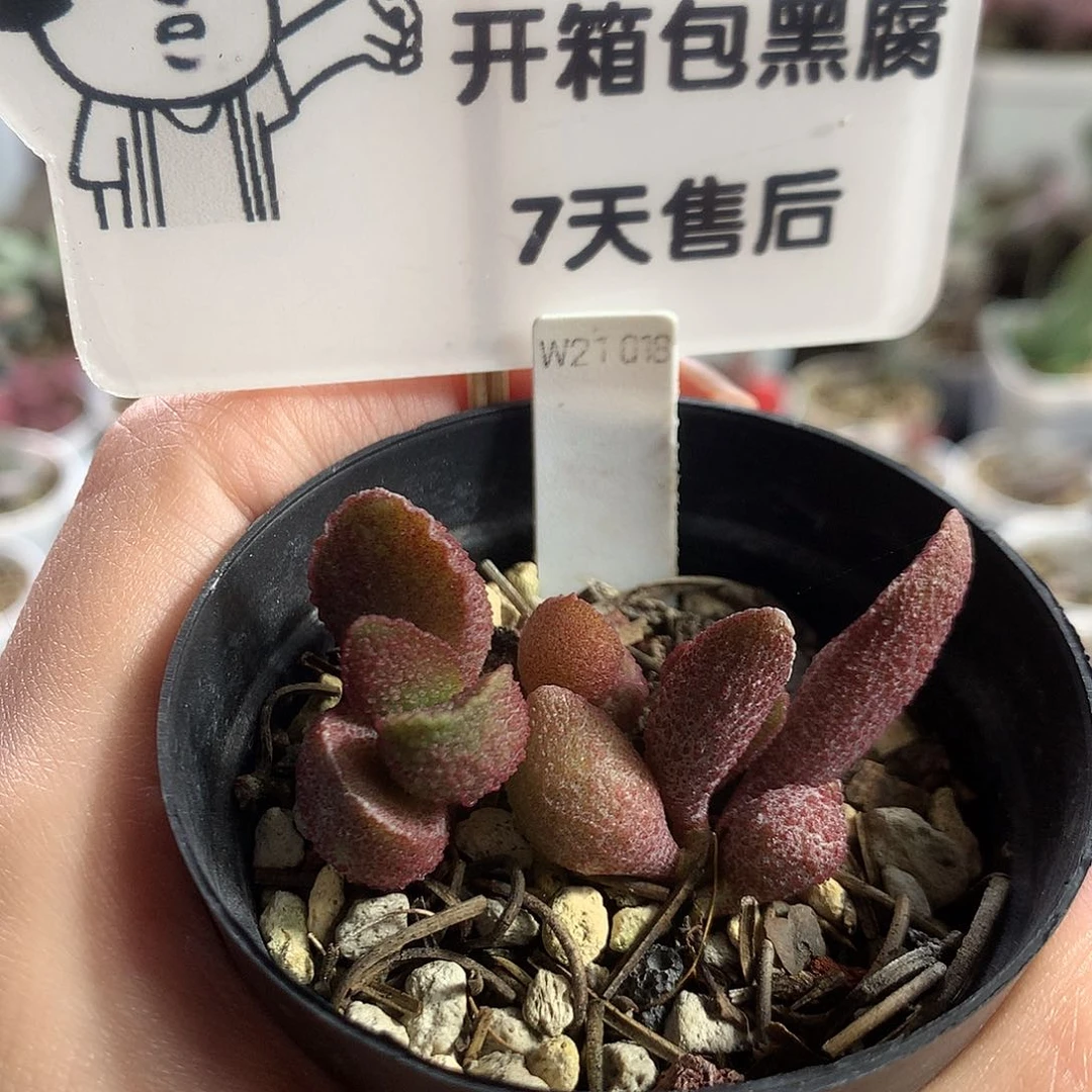 【Jun361】优选种播实生