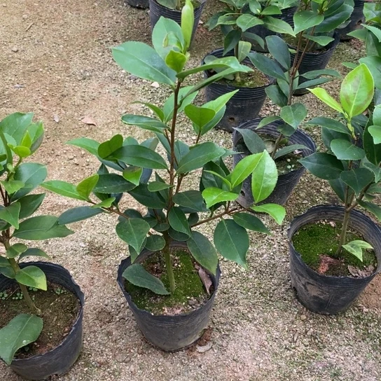 当前无花栽培后可以开花