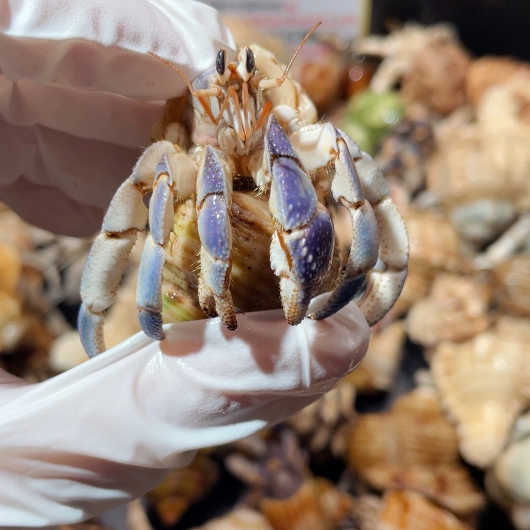 蜗居异宠寄居蟹0124紫陆，磨眼