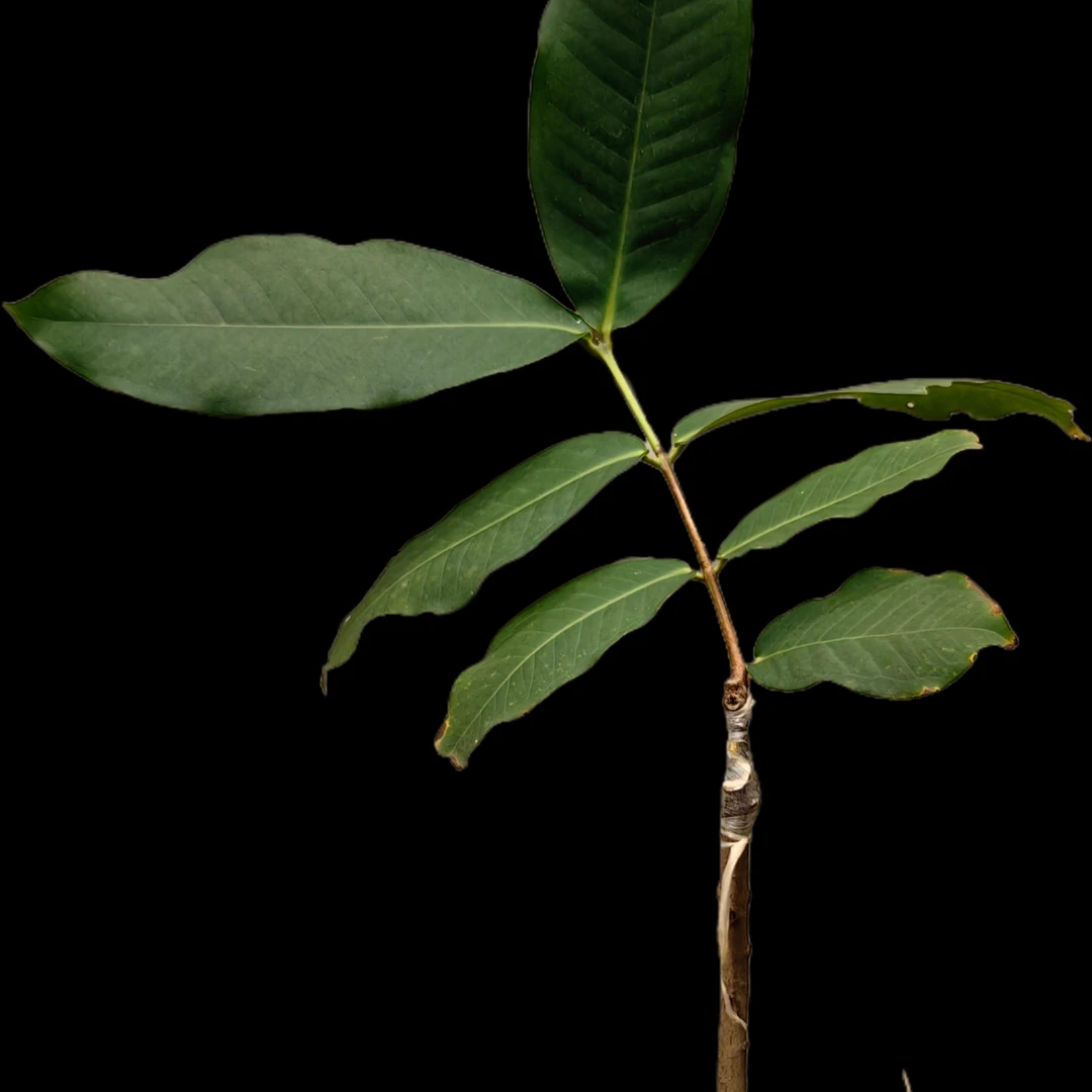 黑糖黑珍珠巴掌香水莲雾苗