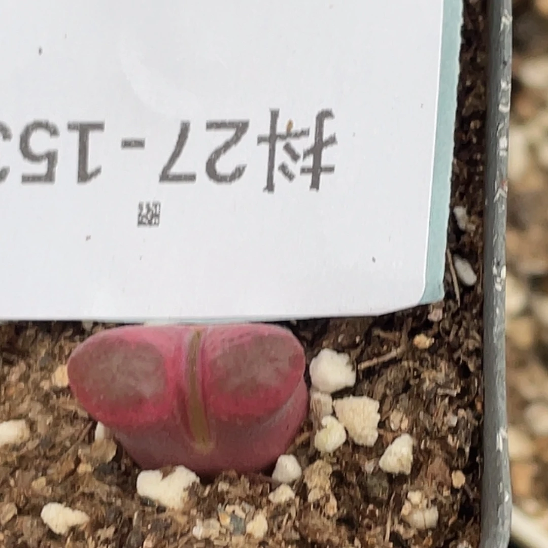 水***冻27-153肉锥多肉植物