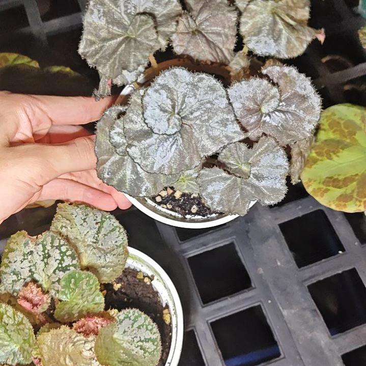 一元硬币秋海棠一物一拍