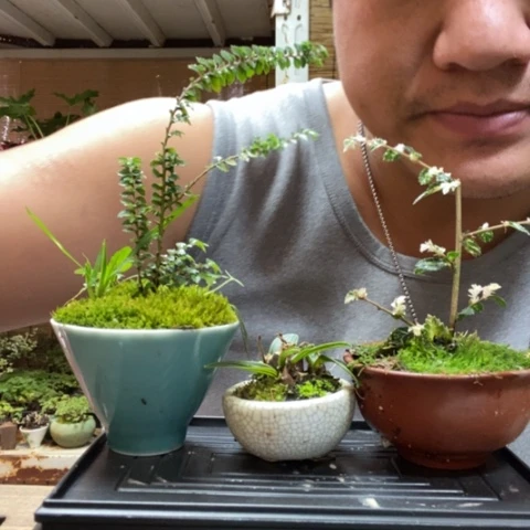 红陶一物一拍所见即所得94