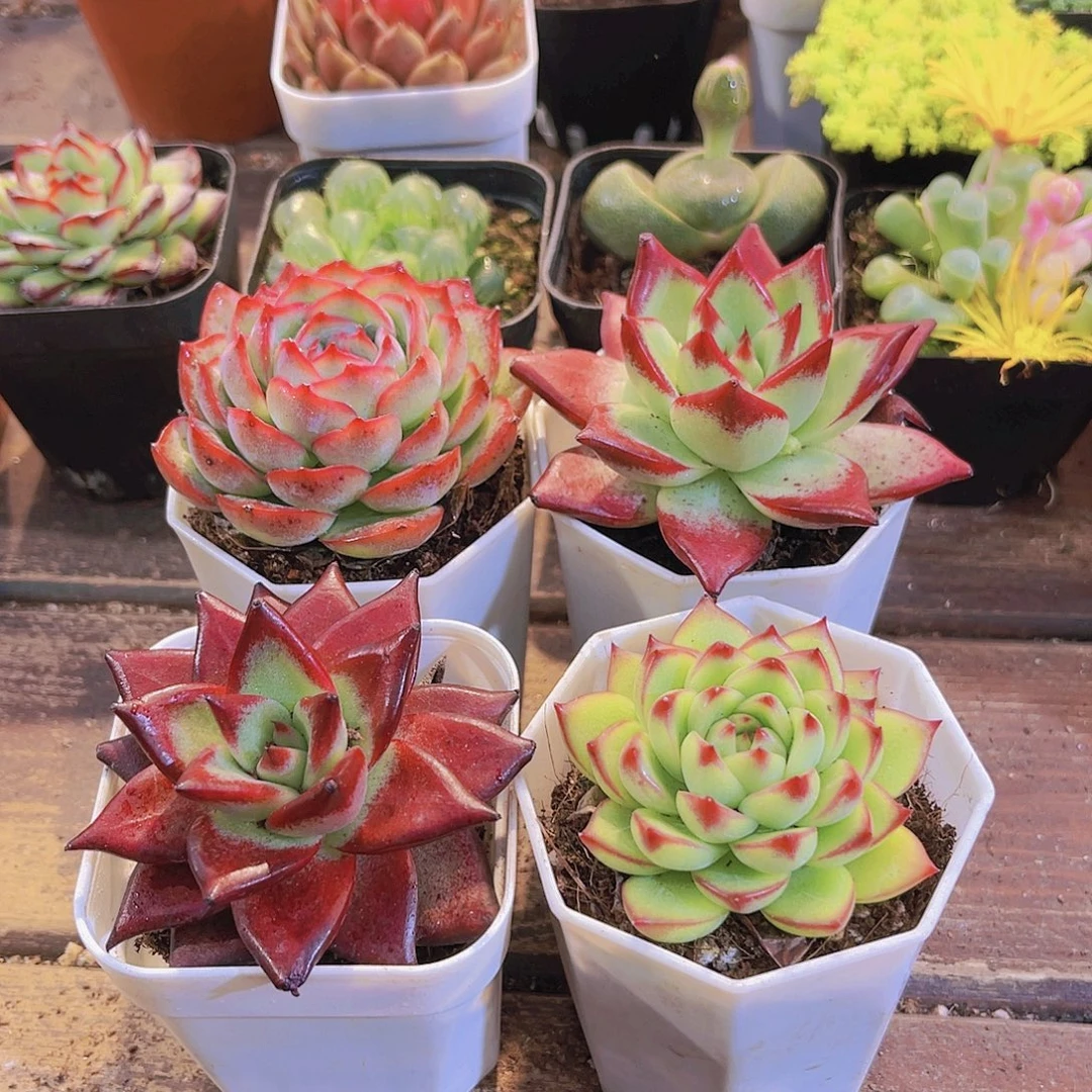 侧影➕罗卡➕红乌木➕月亮石