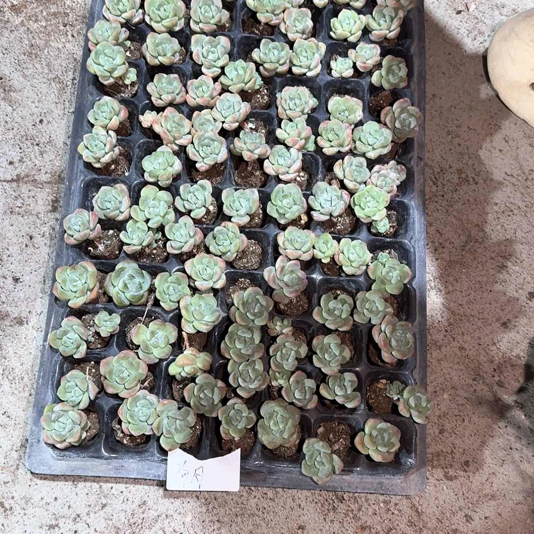 荷月一物一拍专拍链接