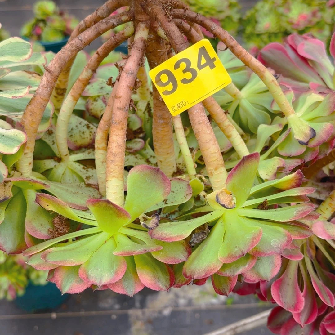 依***贝934 1234567 海仙