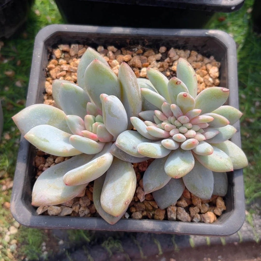 半夏缀多肉8888888888000