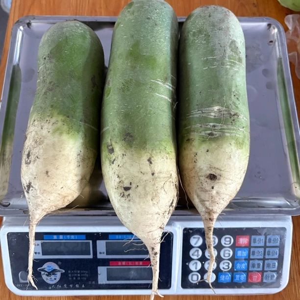 黑龙江讷河：新鲜水果萝卜脆甜多汁可生吃的营养蔬菜