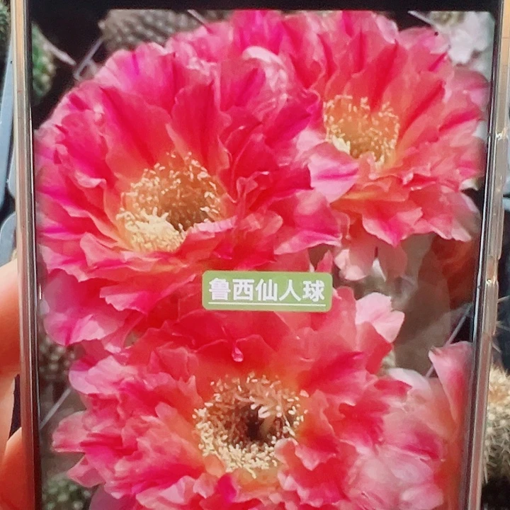 毛花柱3-168侧芽拍一发二