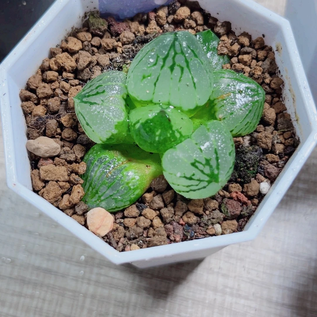 拌***粉虞美人多肉植物6666