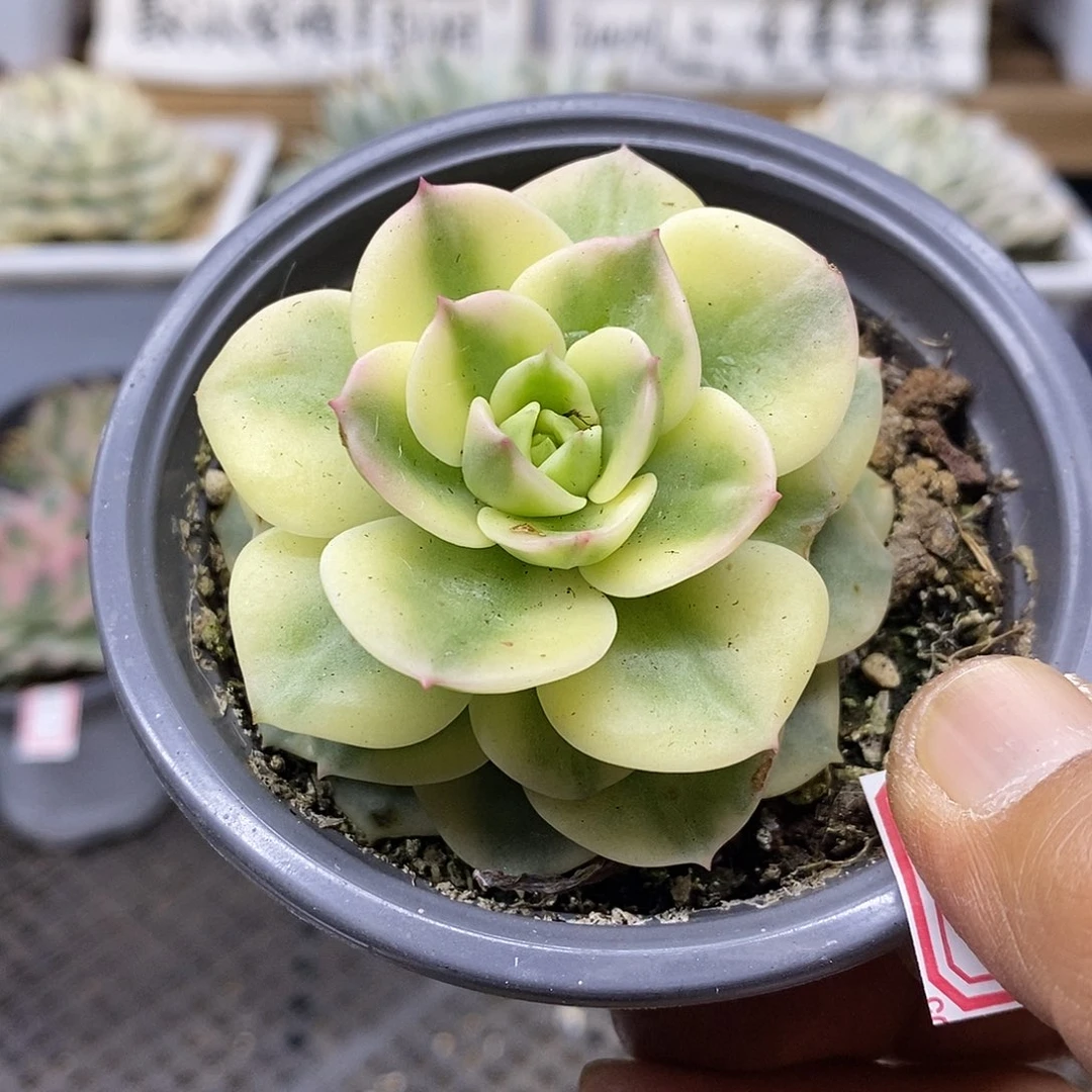 22202 蜡牡丹白覆轮锦