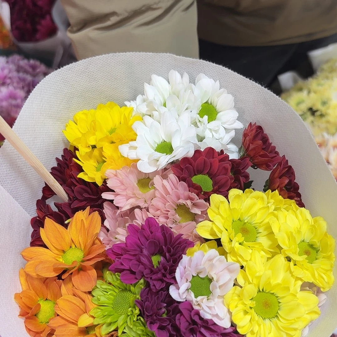 花努力 绿心10色混10支