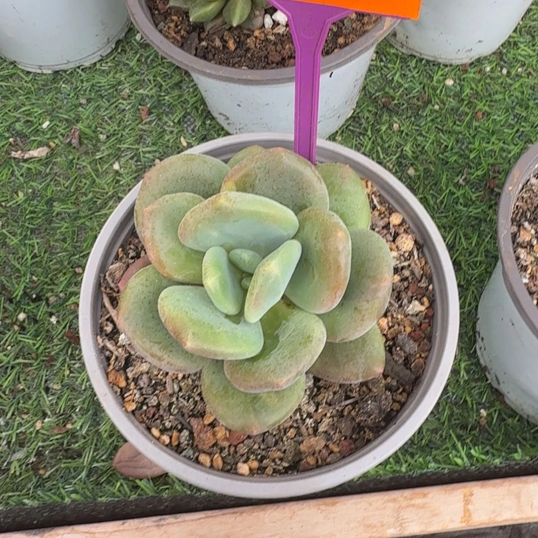 小***儿多肉植物漂亮多肉520