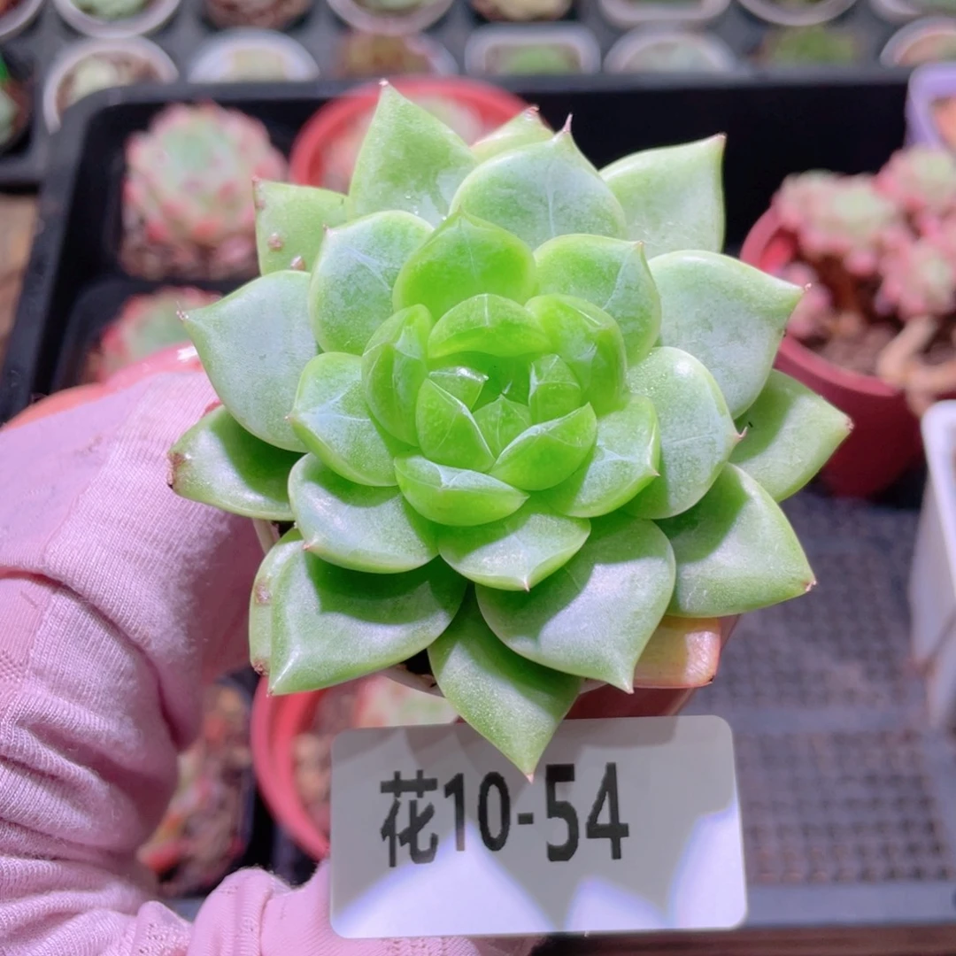 花利美10-54晨翠单头