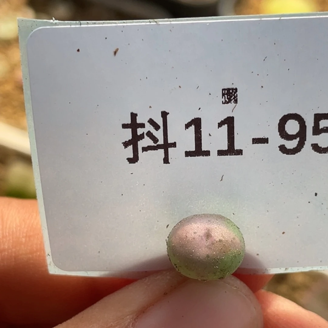 11-95肉锥多肉植物