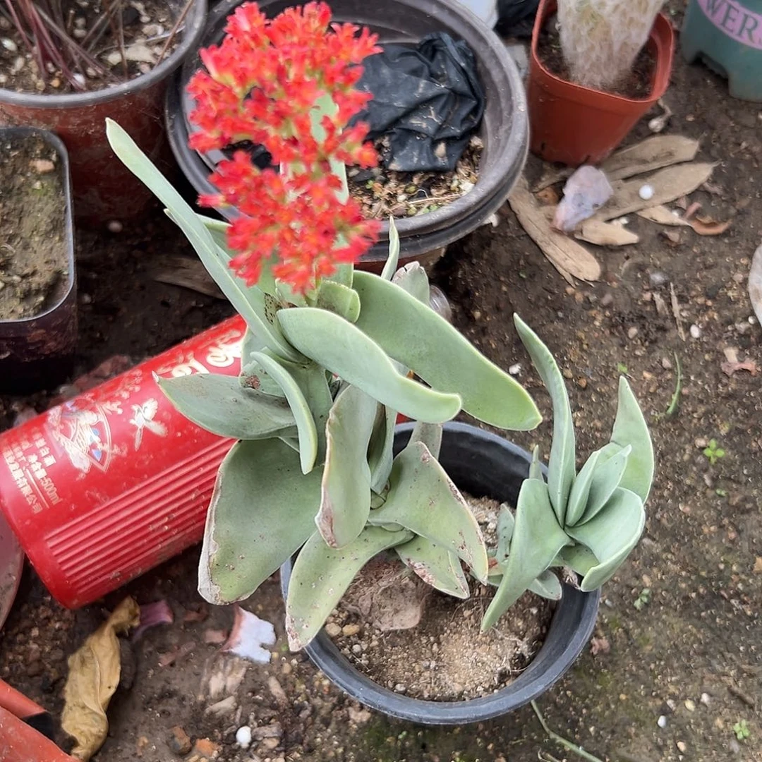 多肉植物神刀开花