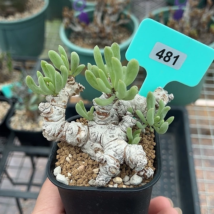卡拉菲后盾菊产地多肉植物