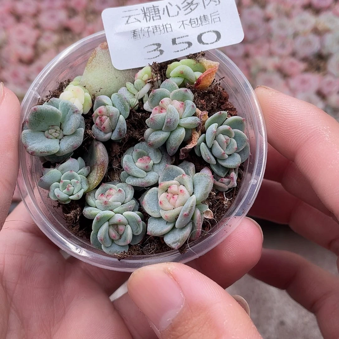 云糖心多肉植物350