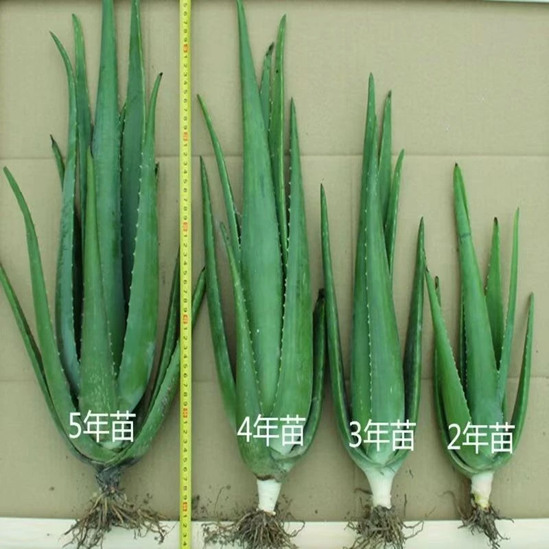 库拉索美容芦荟盆栽食用基地直发