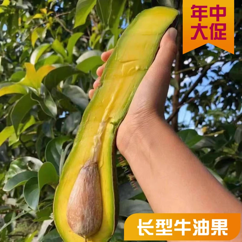 【催熟放软】长条牛油果新鲜长型牛油果热带水果新鲜巨无霸批发包邮