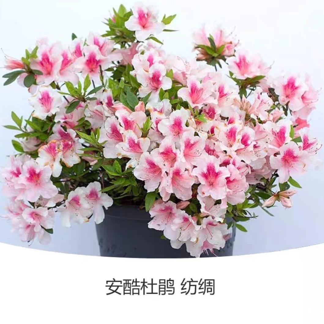 古城花园 多季开花杜鹃 纺稠阳台爆花庭院爆花耐寒耐热