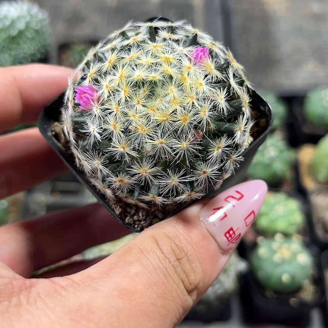 明星单头发货有根