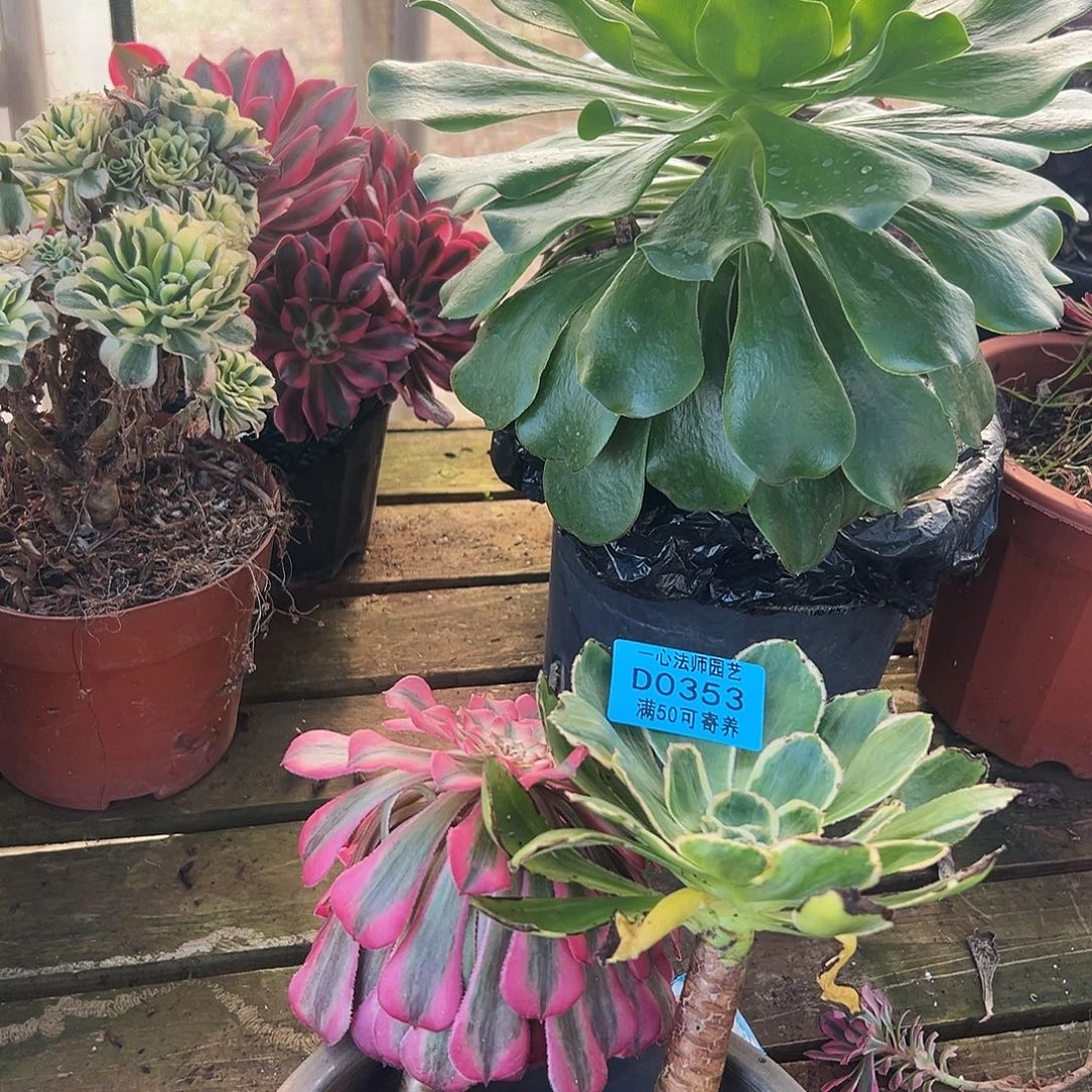 *****多肉植物2个多肉植物0353