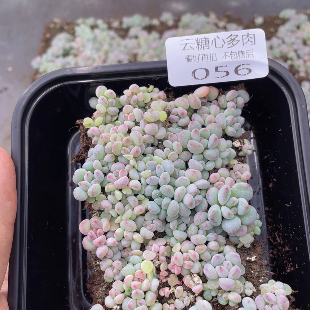 云糖心多肉植物56