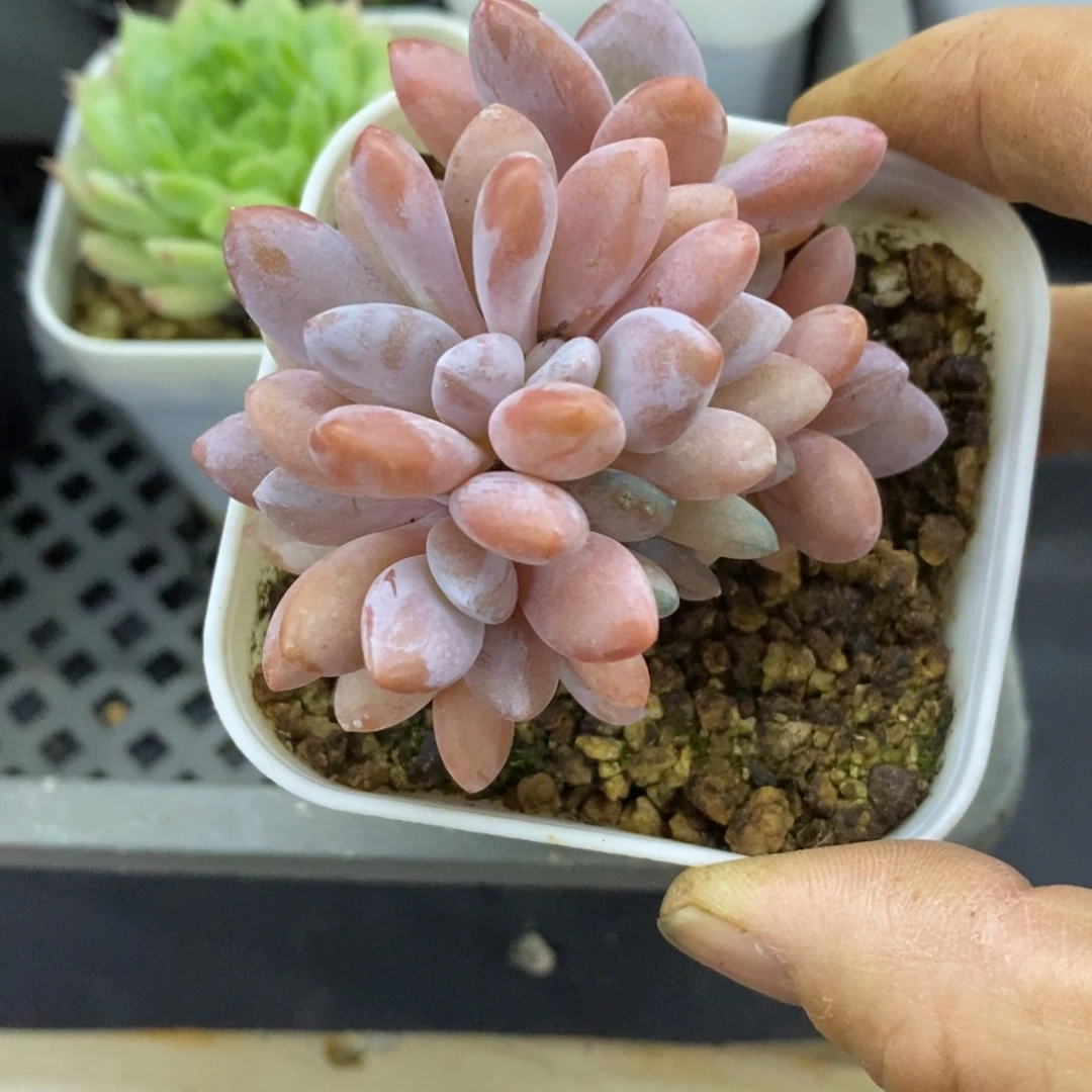 精品多肉一物一拍不包整11