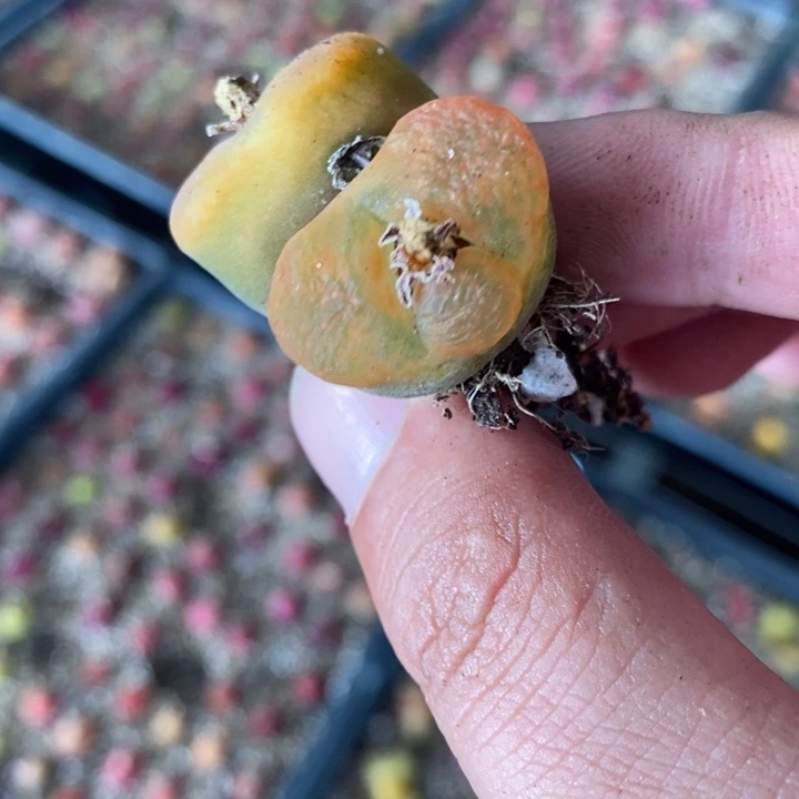 2624一颗一颗一颗