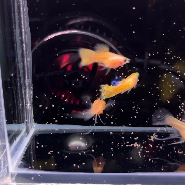 孔雀鱼金蕾丝玻璃猫大C2对
