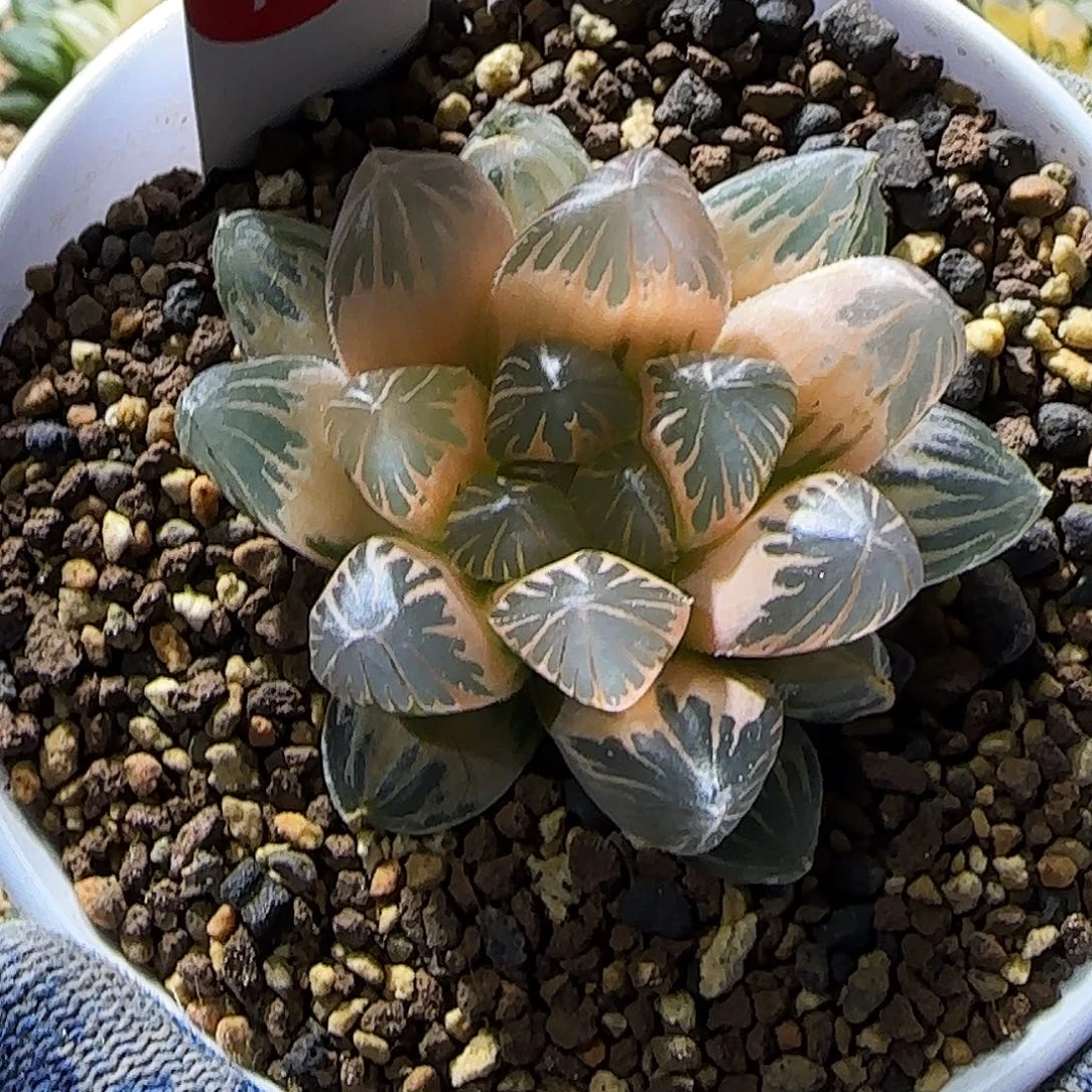 124号龙爪糊斑 5.8 厘米左右一物一拍带盆发货