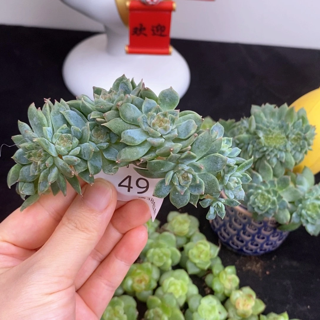 49号十一头瑕疵福利小树