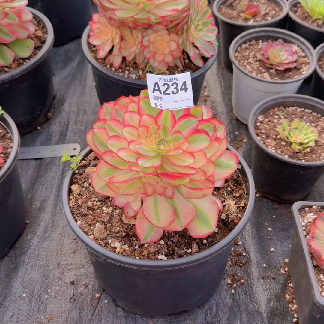 咖*精品多肉植物234