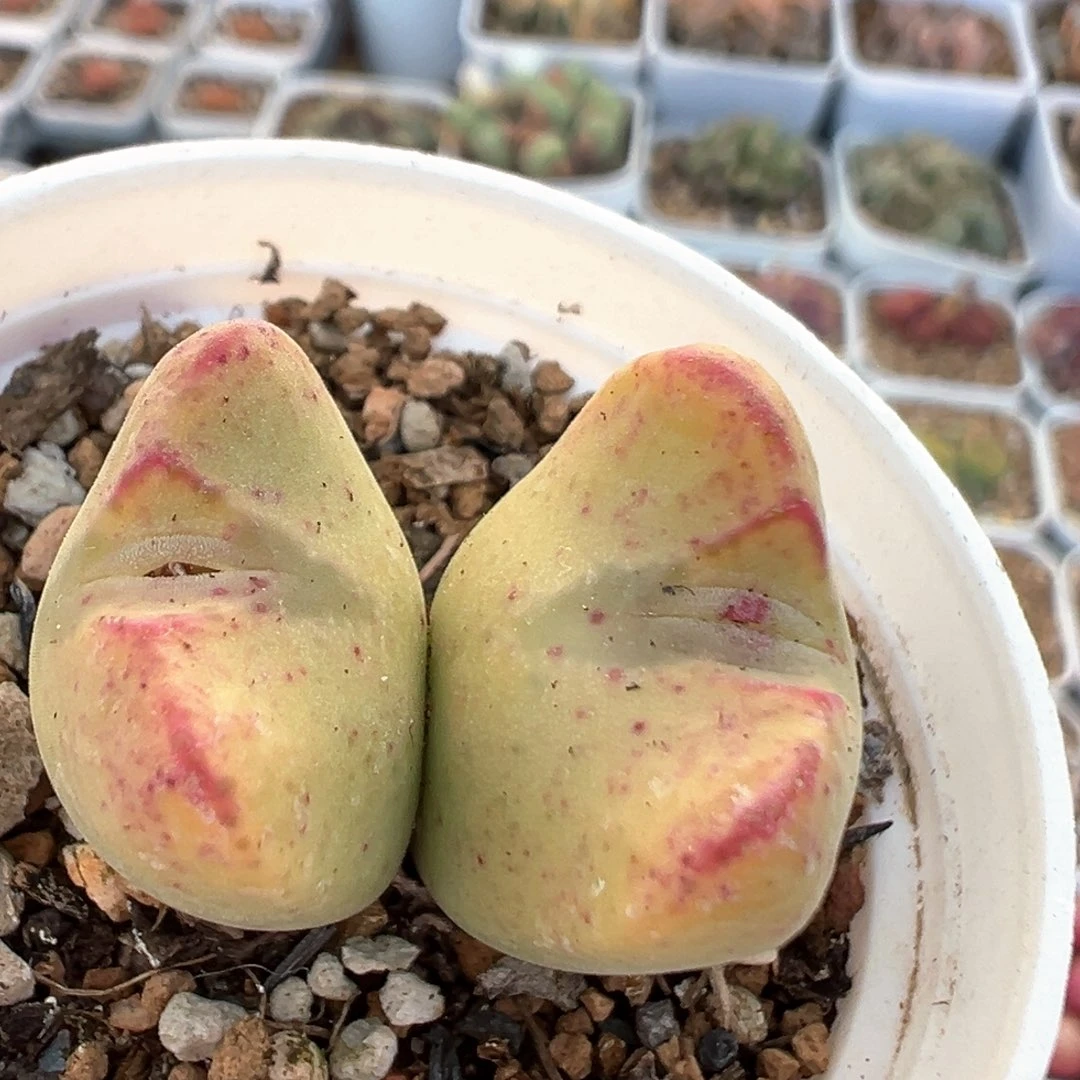 12多肉植物百科知识