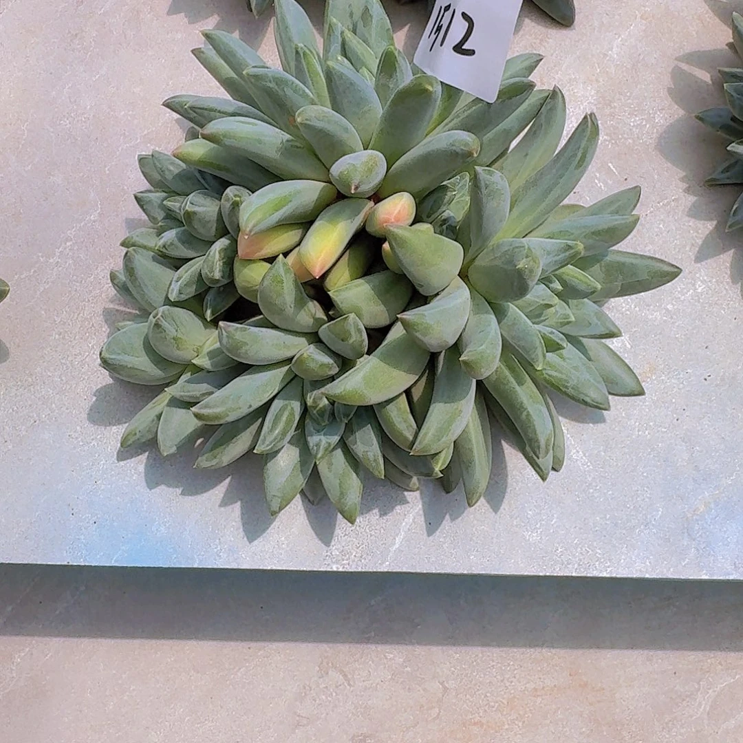 蛋***卷1512七彩美人多肉植物
