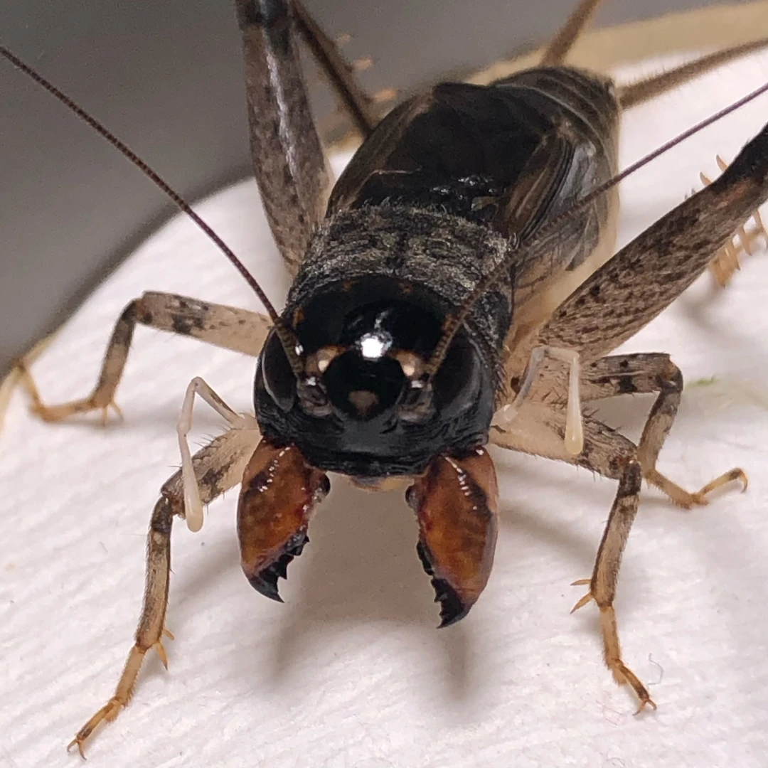 东风斗蟋缸版仿秋蟋蟀活体大地野放蛐蛐白虫冬虫非宁阳野生蟋蟀