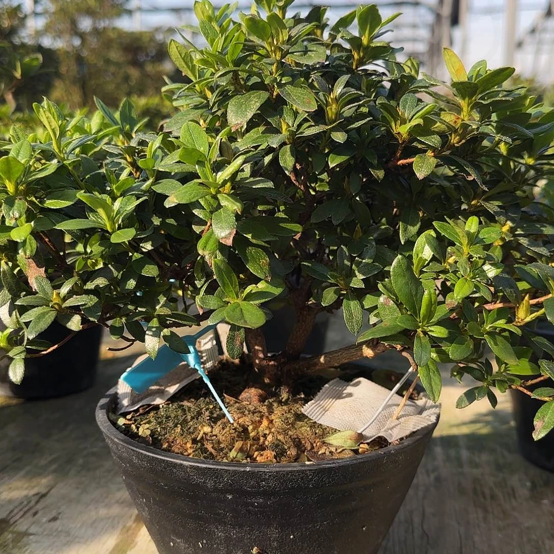 无花朵上之上有花朵