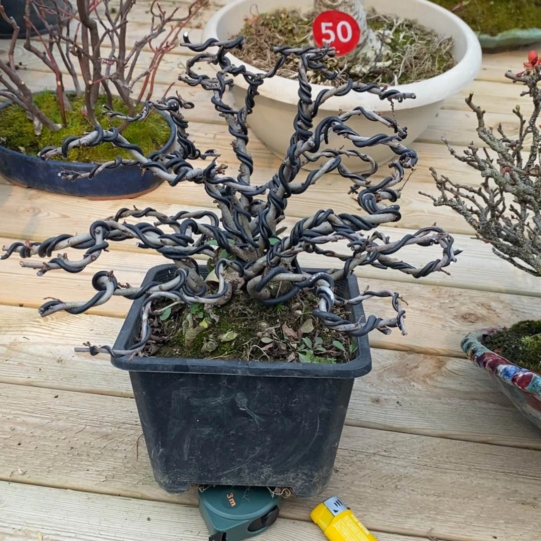 红陶用****0红红火火过大年长寿mei