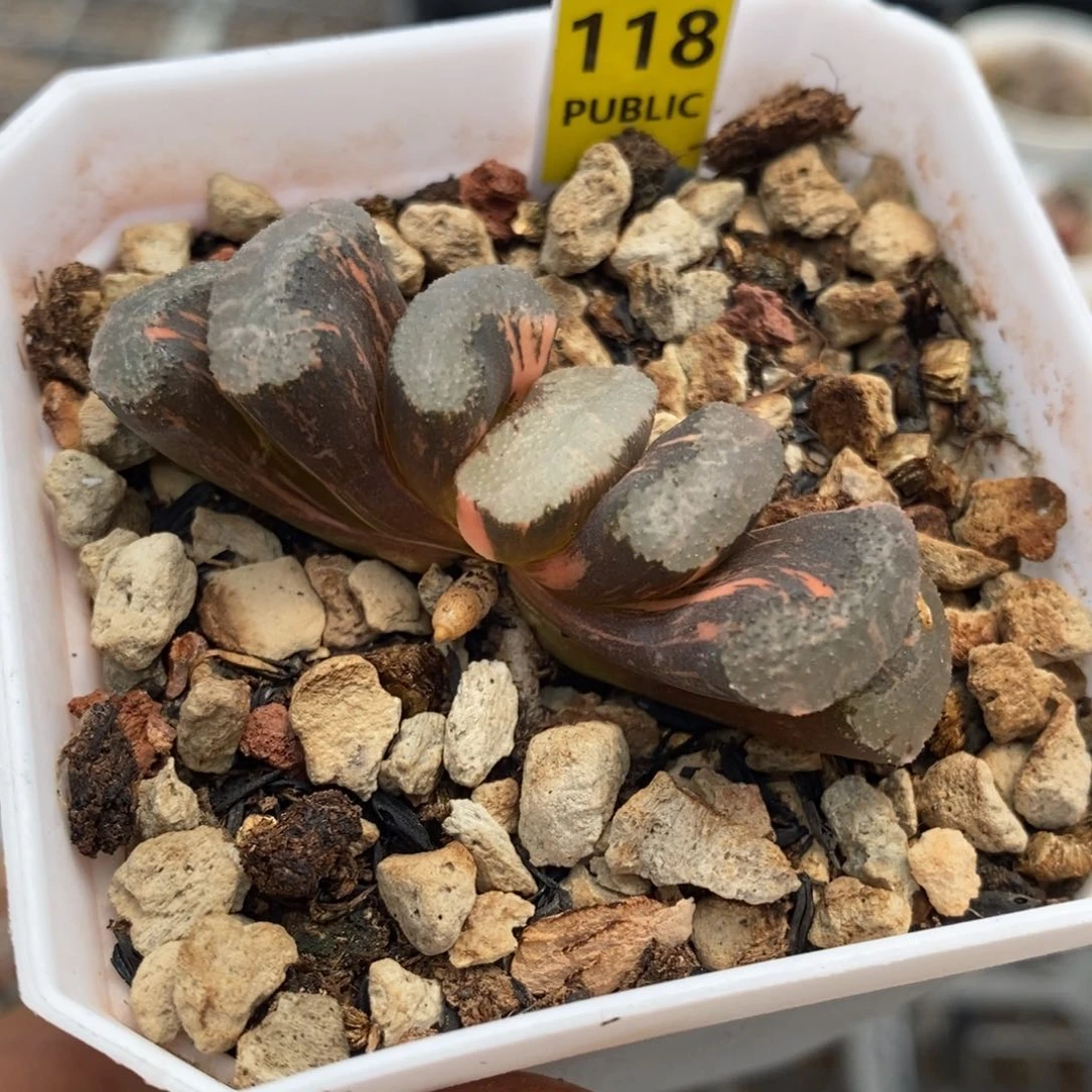 118号浮藻玉扇锦多肉