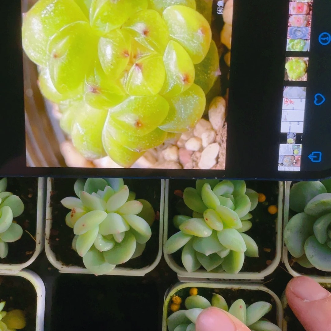 T3000阳阳中苗一个满25包邮