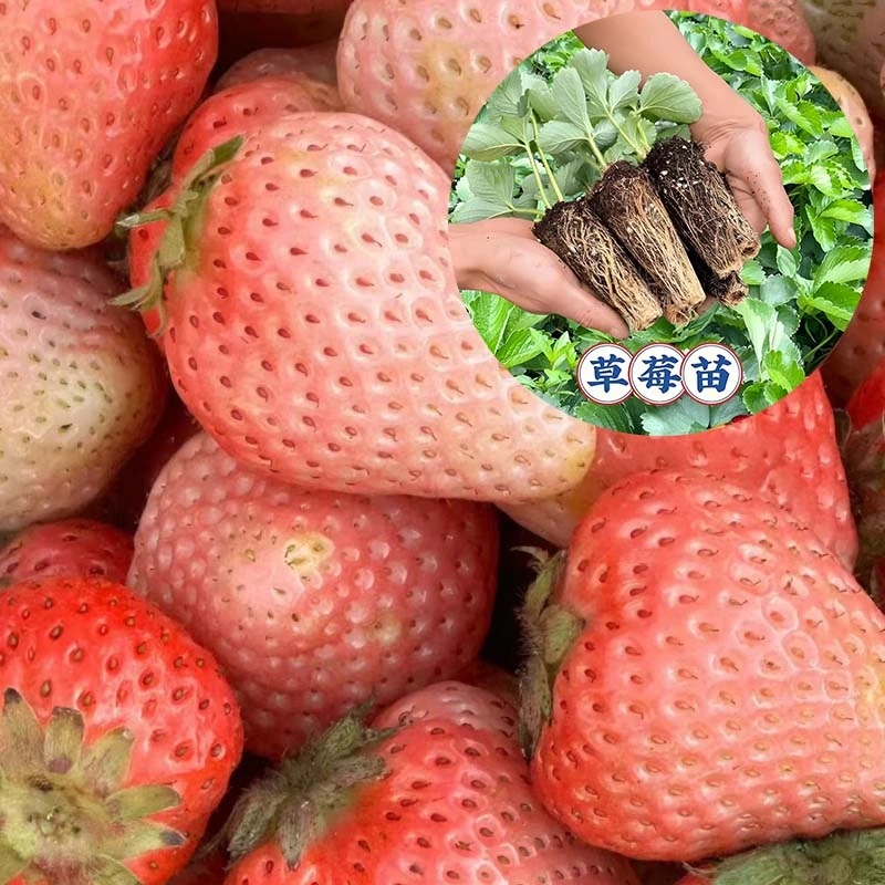 大颗高产量庭院新鲜草莓苗新手培育.阳台.爆花爆果基地直发【精选】